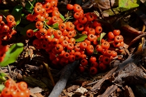 berries and fruit
